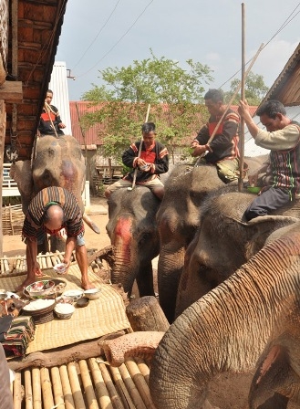 Thực hành nghi lễ Cúng sức khỏe cho voi tại buôn Jun-huyện Lắk