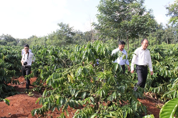 Vườn cà phê sản xuất theo hướng bền vững tại huyện Krông Pắc.  