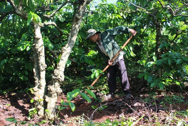 Một vườn cà phê già cỗi cần được tái canh tại huyện Cư M'gar