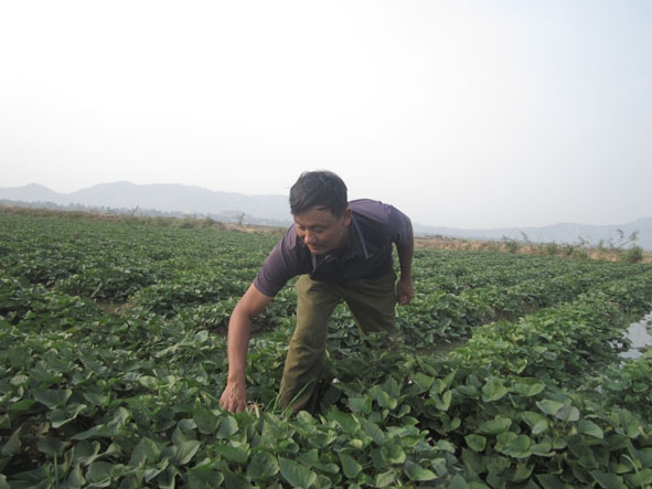Anh  Trần Quốc Tuấn  đang thăm ruộng  khoai lang  tại xã  Bông Krang (huyện Lắk).