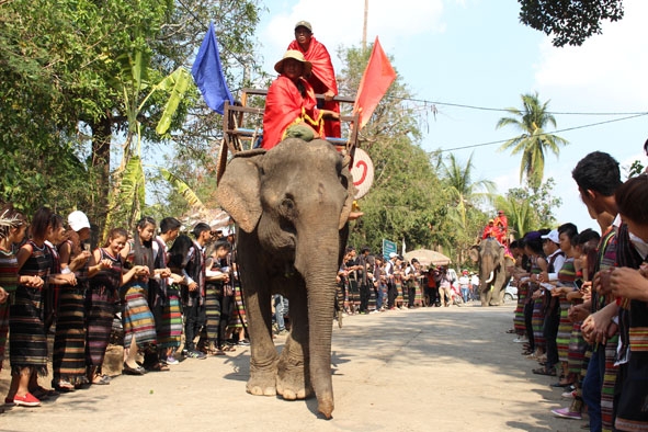 Voi tham gia diễu hành tại Lễ hội Buôn Đôn năm 2016.