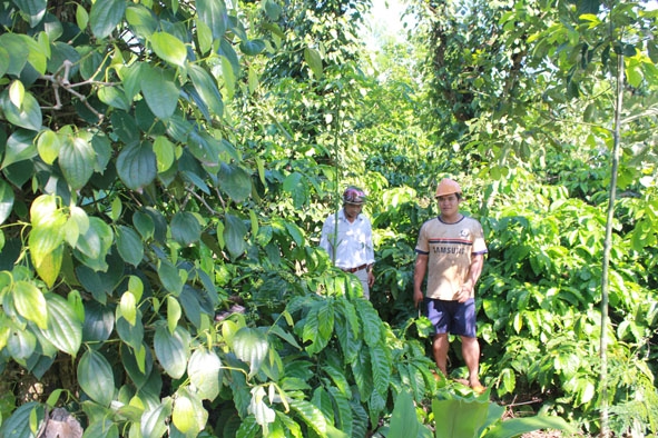 Một vườn cà phê đa canh tại xã Cư Suê, huyện Cư M’gar.