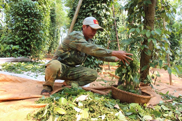Nông dân xã Ea Ning, huyện Cư Kuin thu hoạch tiêu.