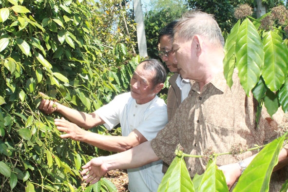 Cựu chiến binh Phan Đức Cường (ngoài cùng bên trái) chia sẻ kinh nghiệm trồng tiêu với  đồng đội.