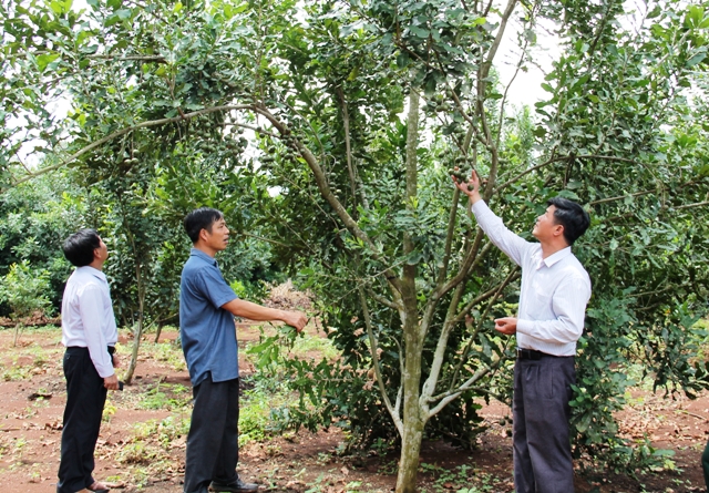 Vườn mắc ca tại huyện Krông Năng (Đắk Lắk)