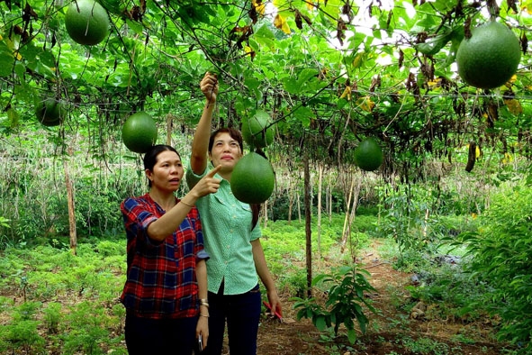 Cán bộ khuyến nông huyện Buôn Đôn kiểm tra một mô hình trồng gấc trên địa bàn. 