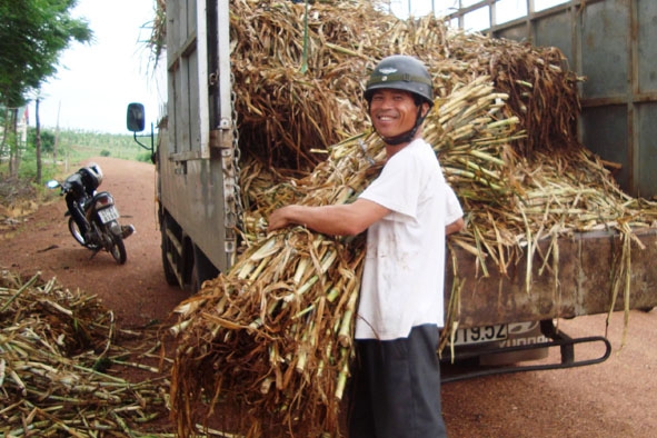 Người dân xã Ea Wer nhận giống cỏ được hỗ trợ về trồng.