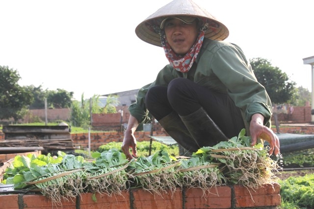 Sản xuất rau an toàn tại phường Khánh Xuân, TP. Buôn Ma Thuột