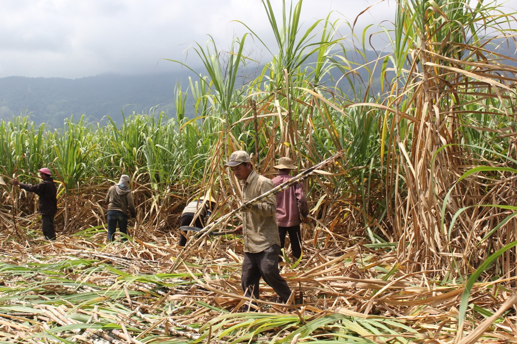Nông dân xã Krông Jing, huyện M'Đrắk thu hoạch mía niên vụ 2015 - 2016