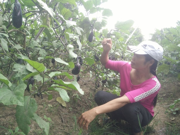 Chị Phạm Thị Dịu trong vườn cà tím của gia đình
