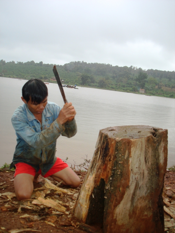Khai thác gỗ thủy tùng ở Hồ Ea Ral năm 2011