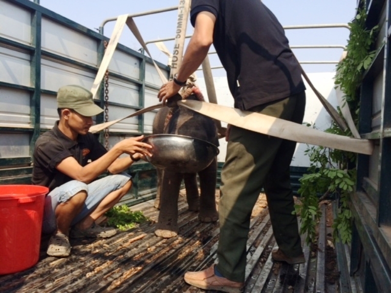 Nhân viên Trung tâm bảo tồn voi đang chăm sóc một con voi con lạc đàn