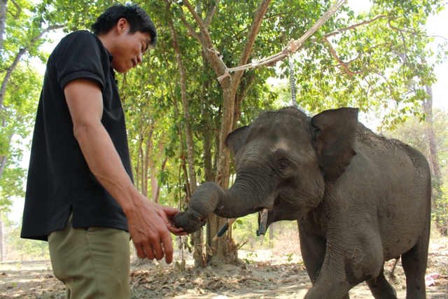 Nhân viên Trung tâm bảo tồn voi chăm sóc voi rừng bị thương