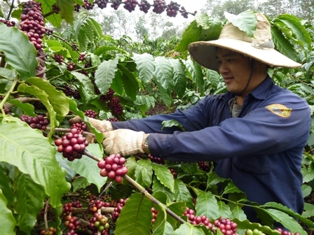 Nông dân huyện Krông Pắc thu hoạch cà phê, niên vụ 2015 - 2016 (Ảnh minh họa)