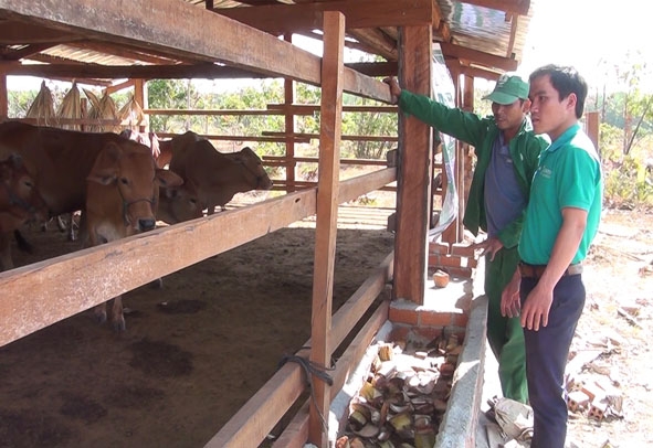 Cán bộ hỗ trợ cộng đồng (bìa phải) giám sát Tiểu dự án sinh kế nuôi bò thôn Dự, xã Ia Lốp, huyện Ea Súp.