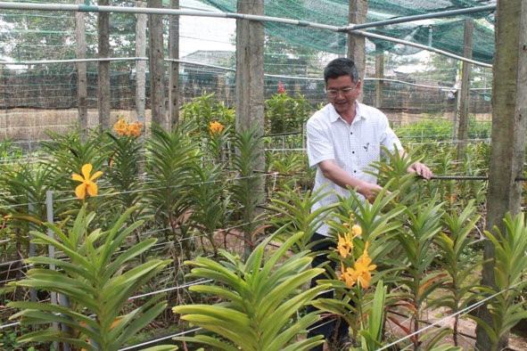 Mô hình trồng hoa lan công nghệ cao của Trung tâm dạy nghề huyện Cư M’gar. 