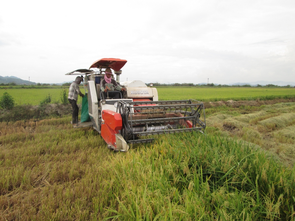 Thu hoạch lúa bằng máy gặt đập liên hợp tại xã Bình Hòa, huyện Krông  Ana