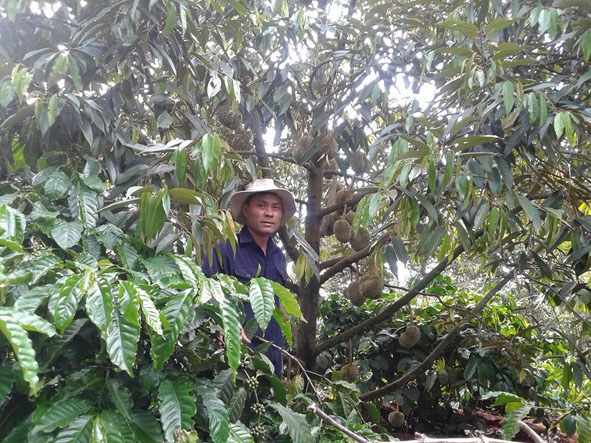 Vườn cà phê xen sầu riêng của anh Võ Tiến Dũng  (thôn 2, xã Ea Tu, TP. Buôn Ma Thuột) mang lại thu nhập cao.