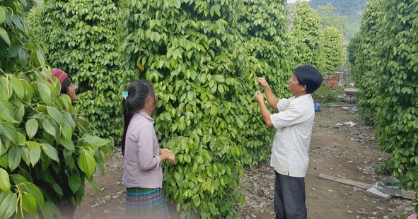 Vườn tiêu của anh Sùng Seo Pao