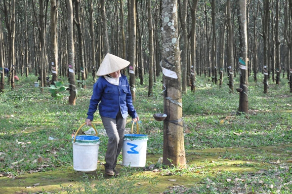 Khai thác mủ cao su tiểu điền tại huyện Cư M’gar.