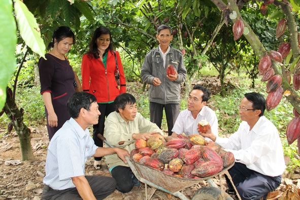 Cán bộ Liên minh Hợp tác xã tỉnh thăm mô hình trồng ca cao tại HTX Thành Lợi, xã Ea Sar.