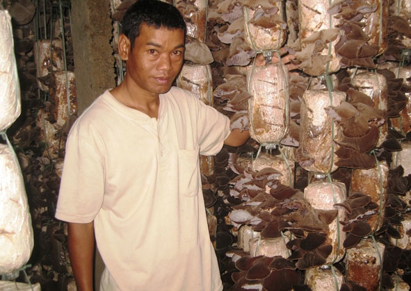 Anh Y Drăng Niê và sản phẩm nấm ăn của gia đình tại buôn Kram, xã Ea Tiêu.