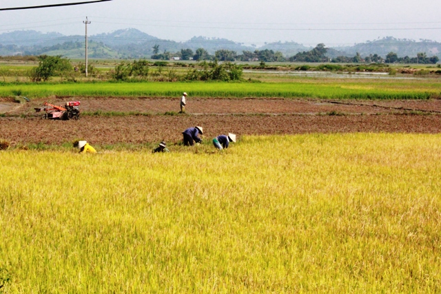 Thu hoạch lúa 