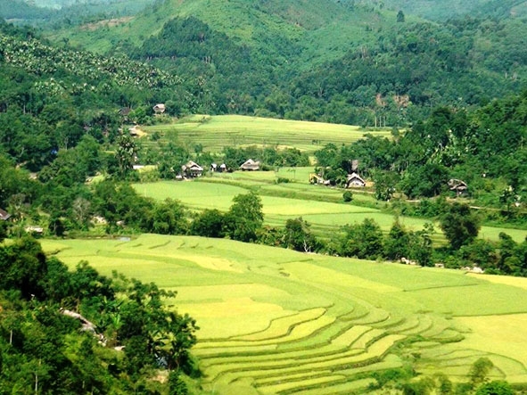 Cánh đồng Tây Bắc gọi mùa cốm ở bản Tày.