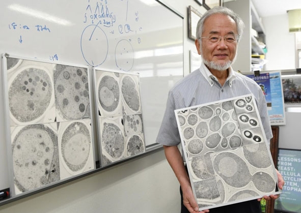 Yoshinori Ohsumi, nhà khoa học Nhật Bản được trao giải Nobel Y học 2016