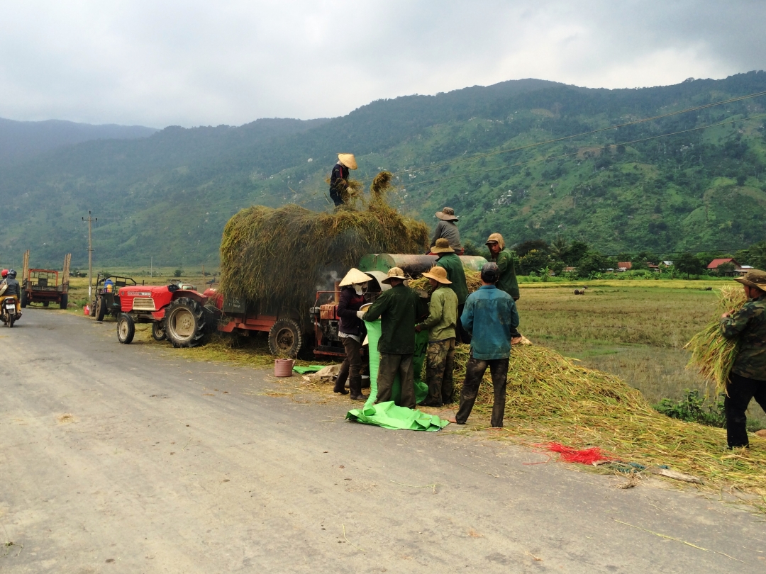 Bà con nông dân đang tuốt lúa trên cánh đồng xã Ea Trul