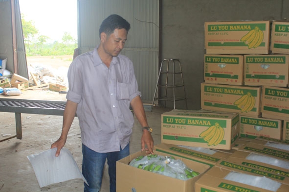 Đóng gói chuối Nam Mỹ ở Công ty TNHH Hoàn Vũ để xuất khẩu