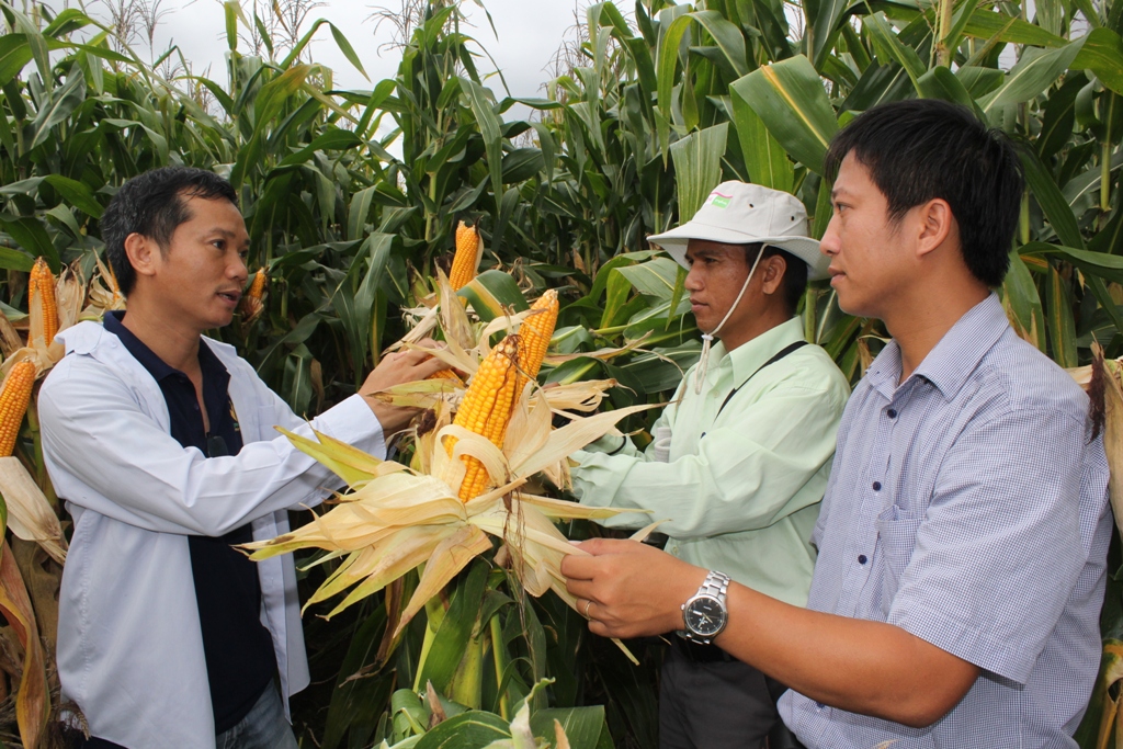 Mô hình trồng ngô trên đất lúa chuyển đổi của một hộ dân xã Ea Siên, thị xã Buôn Hồ