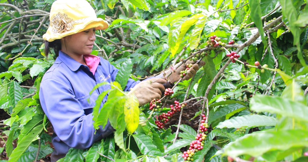 Nông dân huyện Krông Pắc thu hoạch cà phê liên kết với Công ty TNHH MTV cà phê Thắng Lợi