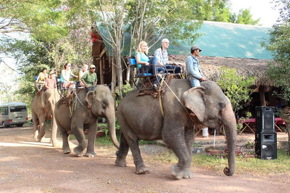 Các chủ voi ở Buôn Đôn liên kết với Công ty Du lịch Thanh Hà phục vụ tour tham quan khu Du lịch Bản Đôn.   Ảnh:  H. Gia