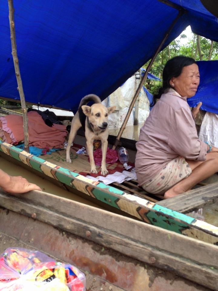 Người và gia súc đều di rời lên ghe tránh nước lũ.