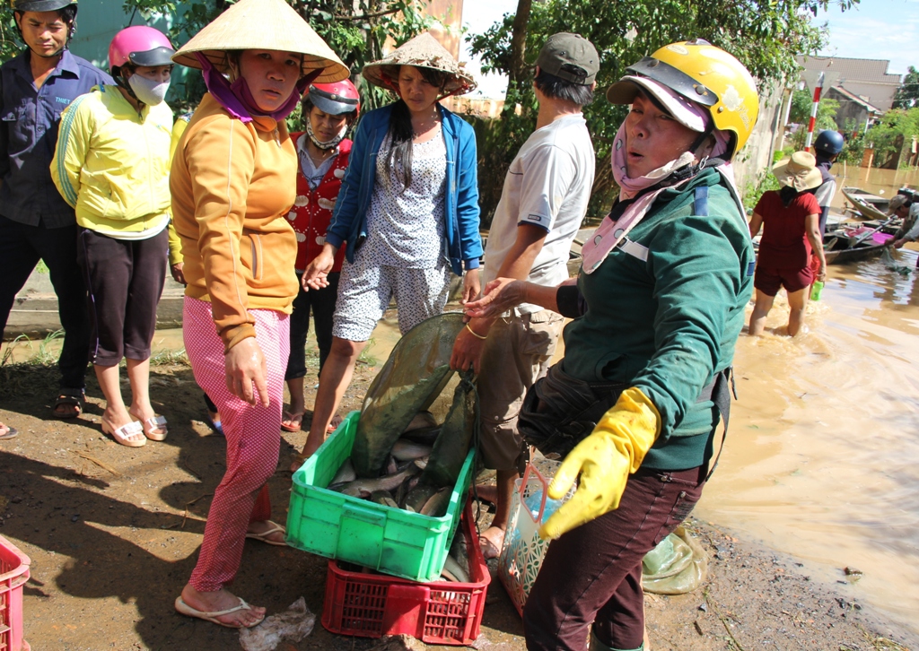 Một tiểu thương thu gom cá để bán lại