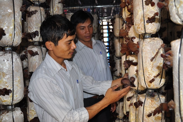 Cán bộ Hội Nông dân xã Dray Sáp theo dõi quá trình phát triển của cây nấm tại một hộ thành viên tổ hợp tác.