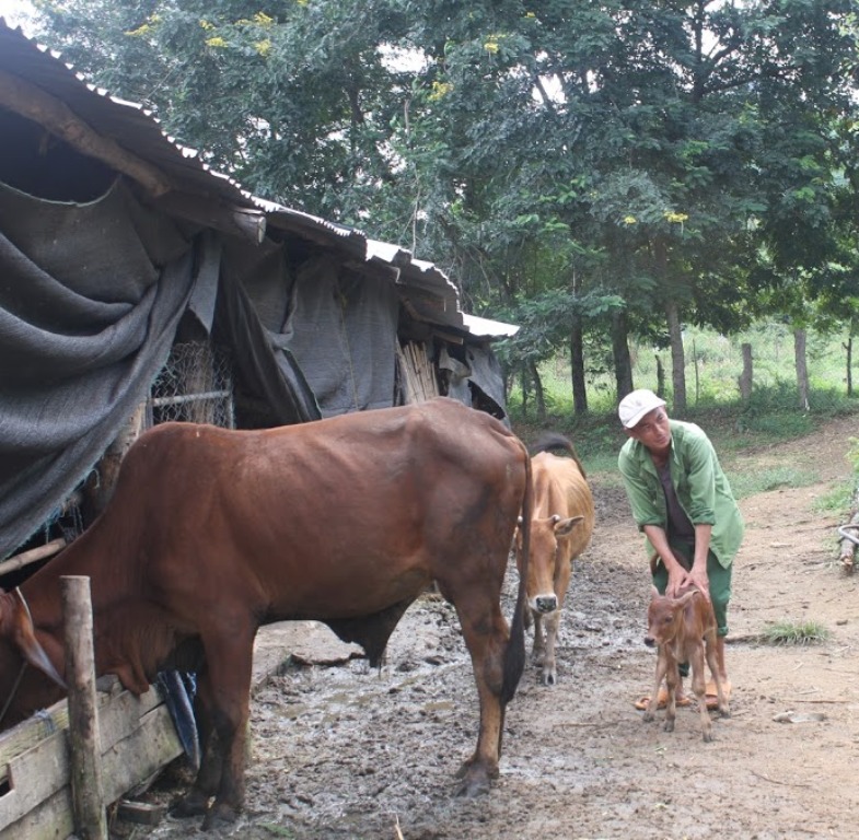 Người dân xã Jang Reh, huyện Krông Bông kiểm tra đàn bò bị bệnh lở mồm long móng