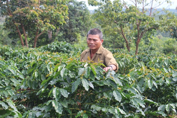Ông Hà Tấn Thu (thôn 5, xã Dliê Ya) tự nguyện hiến khu vườn trồng cà phê để xây dựng trường mẫu giáo.