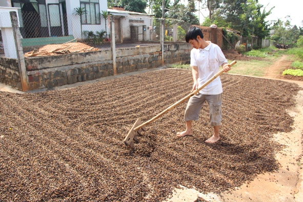 Người dân xã Ea Tiêu (huyện Cư Kuin) phơi cà phê.