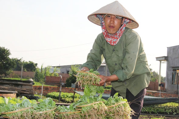 Thành viên  Tổ sản xuất  rau an toàn  phường Khánh Xuân,  TP. Buôn Ma Thuột  thu hoạch rau.  