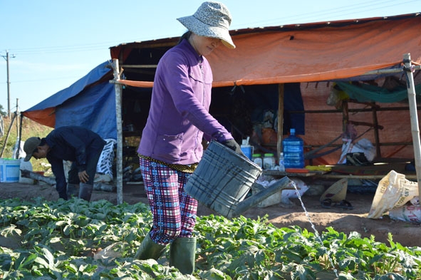 Chị Tiền đang chuẩn bị cơm chiều bên chòi dưa. 