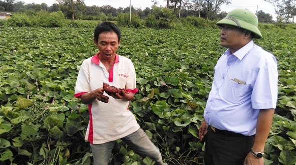 Anh Nguyễn Hữu Sơn (bên trái) chia sẻ kinh nghiệm trồng khoai lang ruột vàng  Nhật Bản. 