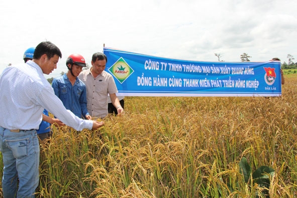 Đoàn viên thanh niên tham quan mô hình trồng lúa cạn tại Làng Thanh niên lập nghiệp. 