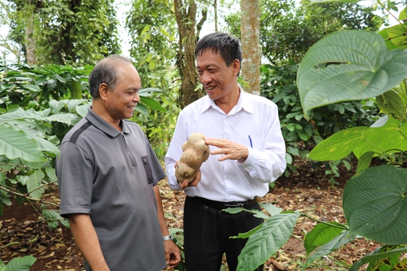 Ông Nguyễn Đình Vượng (áo trắng) thăm mô hình sản xuất của ông Y Thanh Hmok (buôn Tara, xã Hòa Đông). Ảnh: H. Gia