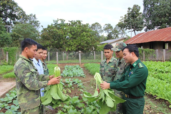Chiến sĩ Đồn Biên phòng Yok Đôn thu hoạch rau xanh.