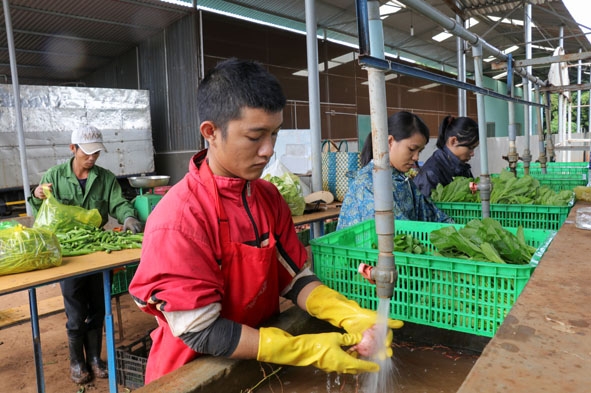 Nhân viên Công ty TNHH Liên kết nông dân sơ chế rau hữu cơ trước khi đưa đến người tiêu dùng 