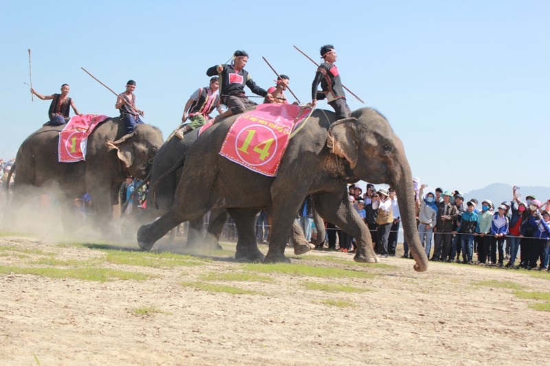 Lễ hội đua voi tại huyện Lắk năm 2015