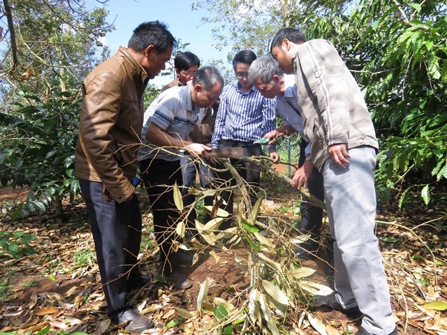 và trên cành sầu riêng