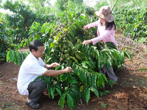 Một giống cà phê mới cho năng suất, chất lượng cao của Viện Khoa học kỹ thuật Nông Lâm nghiệp Tây Nguyên.